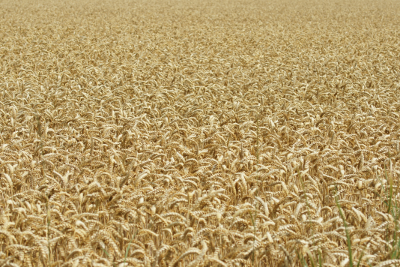 Wheat, par Xavier E. G. Dierick